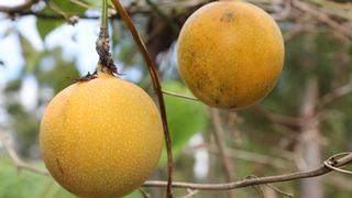 Senasa gestiona acceso de granadilla peruana a seis nuevos países