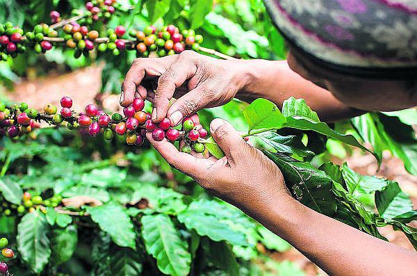 Cuarenta plantas para procesar café y cacao llegan al Vraem el 2020