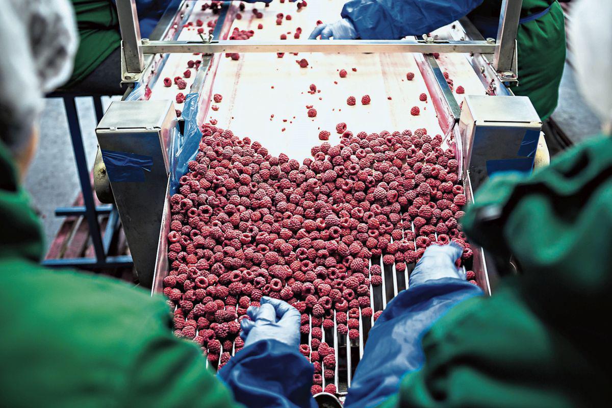 Cuota. Tras compra de Talsa logró 25% del mercado mundial de berries. (Foto: iStock)