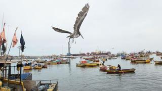 Doce embarcaciones detenidas en Chile tienen que pagar hasta US$ 23,700 para volver al Perú