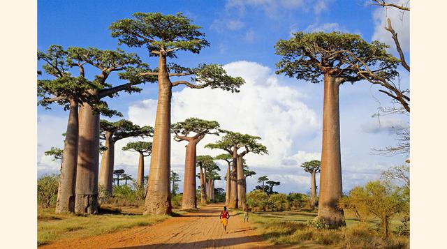 Avenida de los Baobabs, Madagascar. La avenida de los Baobabs une las ciudades de Morondava y Belon'i Tsiribihina en un camino flanqueado por 25 extraños y perfectos árboles de Baobab, algunos de ellos con 30 metros de alto y 800 años. (FOTO: CORBIS)