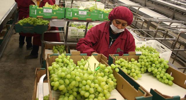 FOTO 6 |  Los envíos peruanos de uva pasarían del tercer al segundo lugar. (Foto: Andina)