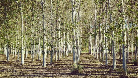 El estudio también incluyó modelos sofisticados de plantas de producción de pulpa que sugieren que la reducción del contenido de lignina en los árboles (Foto: iStock)