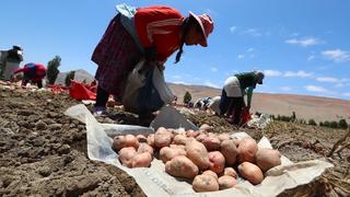 Perú se mantuvo como primer productor de papa en América Latina en el 2019