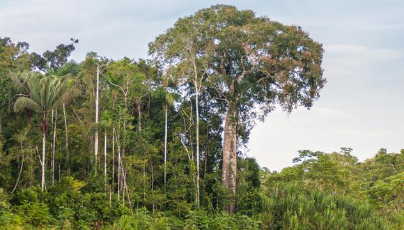 BAM es una empresa forestal de gran escala, cuyo propósito se basa en financiar la conservación de los ecosistemas amazónicos y la restauración de tierras degradadas mediante la inversión en plantaciones forestales comerciales. (Foto: Shutterstock)