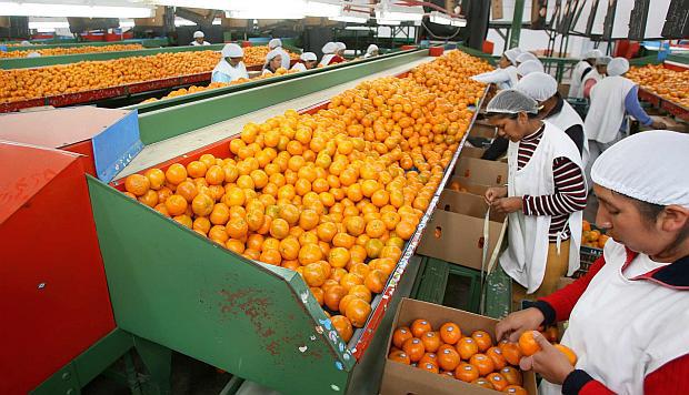 La campaña de mandarina peruana empezó en marzo. (Foto: GEC)