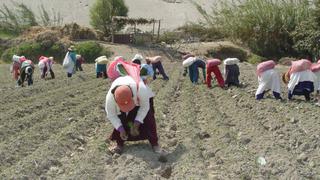 Los desafíos de las empresas familiares agricultoras en el Perú