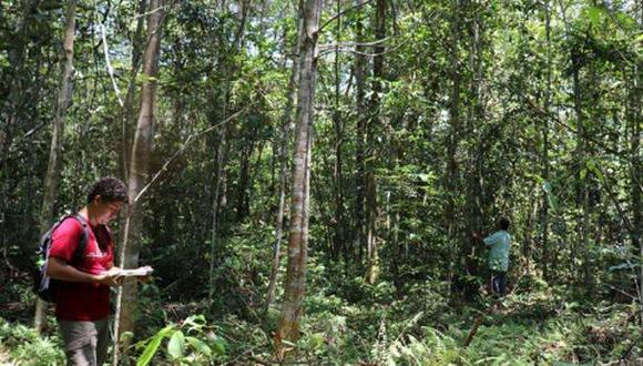 BAM interviene desde hace más de 17 años en el desarrollo de proyectos de restauración y conservación con el propósito de devolver y poner en valor los recursos de la Amazonía. (Andina)