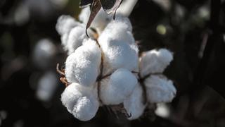 ITP: hay potencial para cultivar hasta 7,000 ha de algodón en el país