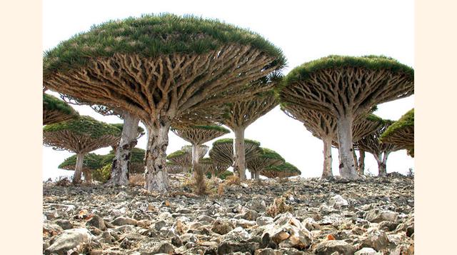 Socotra en Yemen es un lugar aún no descubierto por las masas, posee dunas vírgenes que constantemente cambian de forma gracias al viento. (Foto: darkroastblend)