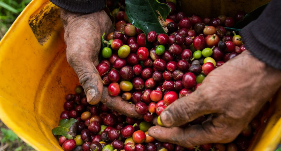 Café por coca, la esperanza de un grupo de campesinos en