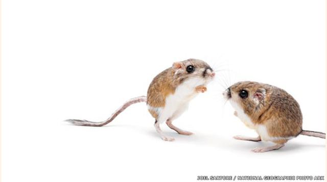 Algunos animales muestran adaptaciones de conducta ante los cambios climáticos. La rata canguro excava bajo tierra durante el día y sale de noche cuando el ambiente es más frío. (Foto: bbc)