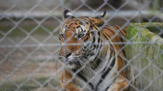 Carrera contrarreloj en Tailandia para salvar unos 60 tigres confiscados a un templo