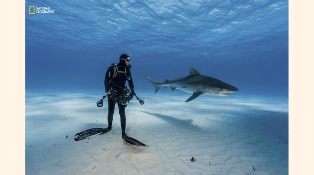 Buceando con el tiburón tigre. (Foto: Brian Skerry / National Geographic)