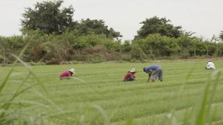 Agroexportaciones superarían US$ 5,000 millones en el 2014