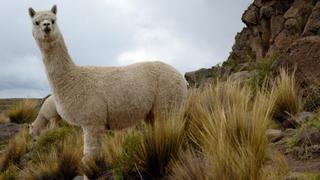 Minagri crea mecanismo de reposición por pérdidas de alpacas ante climas adversos