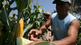 Indecopi abre investigación a importación de maíz amarillo por prácticas dumping