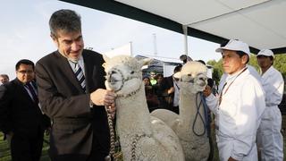 Mincetur: Perú tiene el80% de la población mundial de alpacas