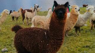 Moda sostenible con fibra de alpaca: ¿cuándo cuestan las prendas que reflejan la biodiversidad?