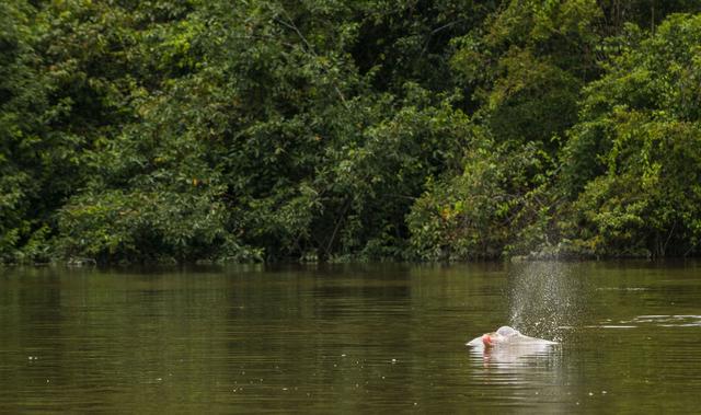 Foto 3 | Parque Nacional Yaguas