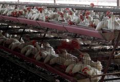 OMS recomienda vigilar la transmisión de la gripe aviar H5N1 a humanos