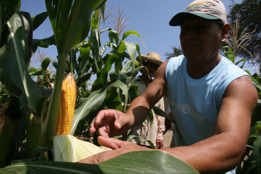 Maíz amarillo. (Foto: USI)