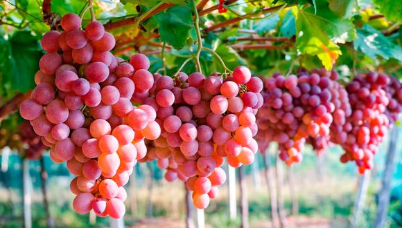 Los principales destinos de las exportaciones peruanas de uva fresca son los Estados Unidos, la Unión Europea y China. (Foto: Mincetur)