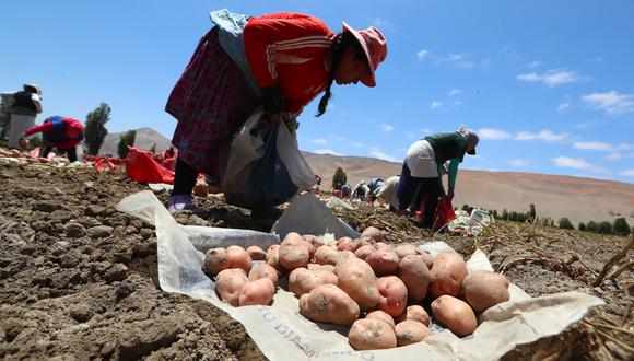 La mayoría de hectáreas de papa en el Perú corresponde a pequeños productores. (Foto: GEC).