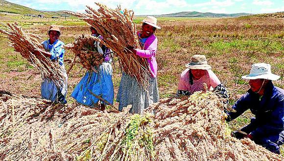 En Bolivia se registraron los niveles anuales más altos de consumo per cápita de quinua (3.6 kg por persona), seguida por el Perú (1.1 kg).