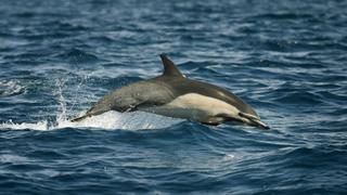 Los delfines salvajes están más enfermos que los cautivos, según estudio