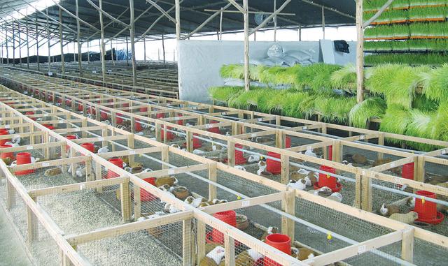 6-      En el 2016, Perú exportó más de 15 mil toneladas de carne de cuy.