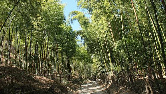 Hay potencial de al menos 10 millones de hectáreas deforestadas para impulsar el negocio de la madera plantada en el Perú, según Refinca Holding. Foto: Internet