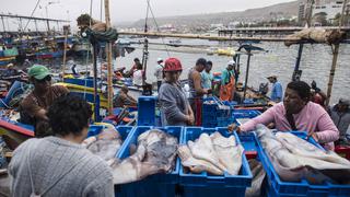 Produce establece cuota de captura de pota en 580,000 toneladas para este año