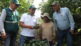 Limatambo: La zona potencial del Cusco para exportación de palta Hass