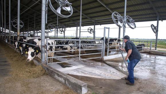 El granjero Sutton Rucks abre el desagüe de uno de los corrales de la granja lechera Milking R en Okeechobee, Florida, EE. UU., 13 de enero de 2023. (Fuente: EFE/EPA/CRISTOBAL HERRERA-ULASHKEVICH)