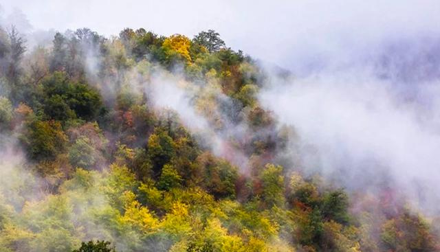 FOTO 26 | Bosques de Hyrcanian, Irán. Forman un macizo boscoso único que se extiende 850 km a lo largo de la costa sur del Mar Caspio. Su biodiversidad florística es notable: el 44% de las plantas vasculares conocidas en Irán se encuentran en la región de Hyrcanian. Foto: unesco.org.