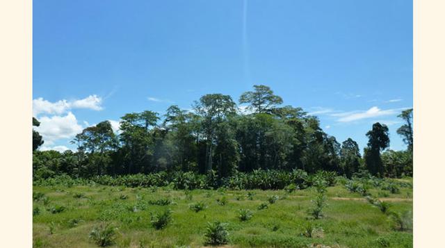 Borneo y Sumatra, 27 millones de ha. Estas islas del sureste de Asia son el ecosistema terrestre más diverso del mundo. Lamentablemente, la demanda constante de madera han terminado con 17 millones de hectáreas del bosque desde 1973. Y no solo es la tala,