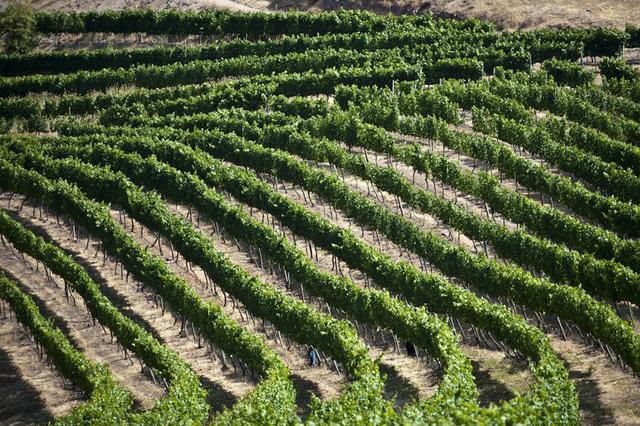 3. Agronegocios: Ingreso promedio: S/ 3 964 | Rango del salario: De S/ 1,100 a S/ 8,100 (Foto: GEC)