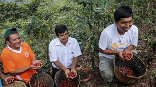 Productores cafetaleros migran a zonas de coca por mayores salarios, según la JNC