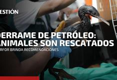 Derrame de petróleo en Ventanilla: Serfor informa cuál es el estado de los animales rescatados