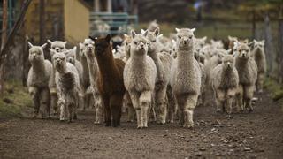 Comienza a probarse en alpacas una vacuna para el COVID-19 diseñada en Perú