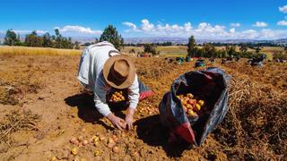 Colocaciones de créditos agrarios se desploman en enero con caídas de hasta 88% 