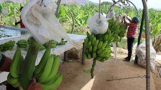Midagri financiará 50% de seguro para proteger de plaga a cultivos de banano