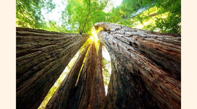 El Bosque Nacional De Sequoias, Eeuu. Situado en California, este árbol puede llegar a medir hasta 100 metros de altura y vivir más de 2 000 años. El bosque, que está en la zona del parque que lleva su nombre, no es solo magnifico y único, sino que ha sid