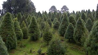 Cambio climático provoca aumento de plagas en árboles de Navidad  