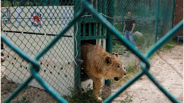 Simba en su nueva casa, en Jordania.(foto: reuters)