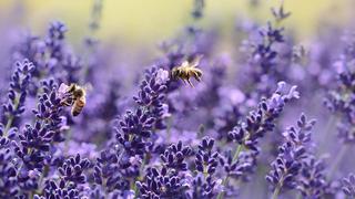 Abejas urbanas enfrentan déficit de flores, según estudio suizo