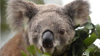 Incendios en Australia matan a la mitad de los koalas clave para su supervivencia