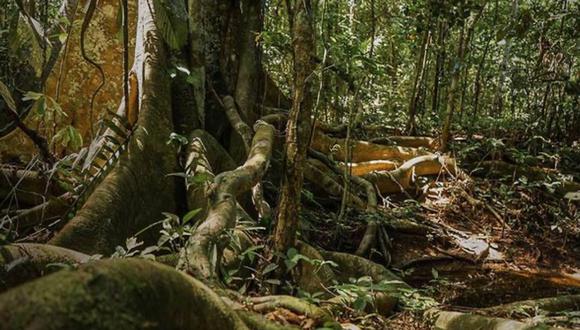 Lo que ocurre con el shihuahuaco ha pasado antes con la caoba, cuya madera se puso de moda y que hoy cuesta encontrar en esta zona de la amazonía peruana. (Foto: Leslie Moreno)