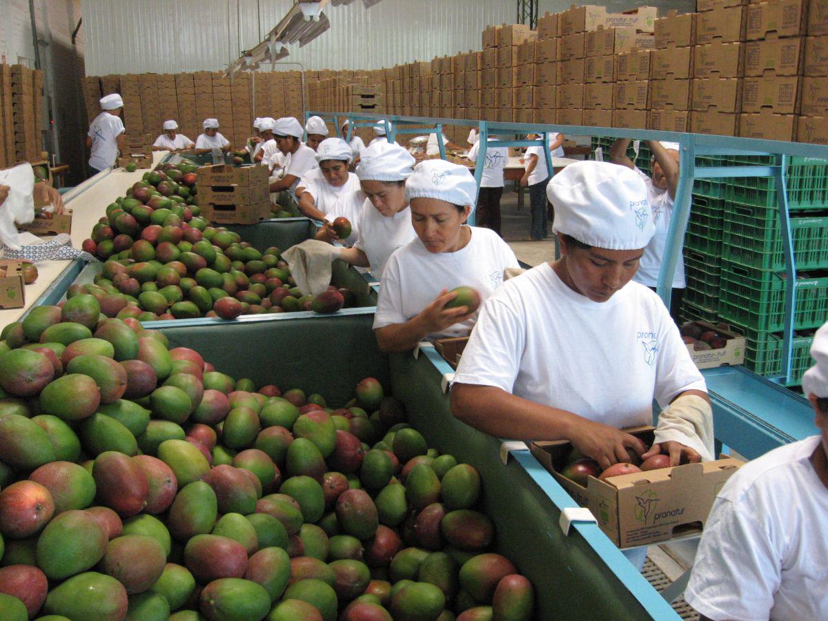 Agroexportación (Foto: USI)